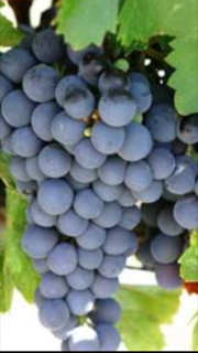 ワインを楽しむための基礎知識？ブドウで味の特徴がわかる知っておきたいこと！